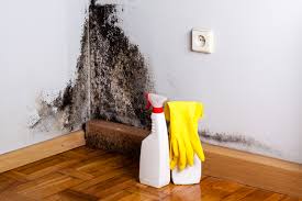 Best Basement Mold Removal  in Ranchos De Taos, NM